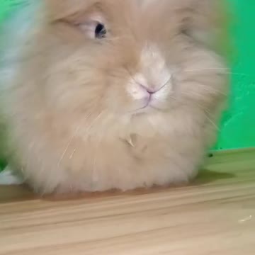 FUNNY CUTE RABBIT SHORTS