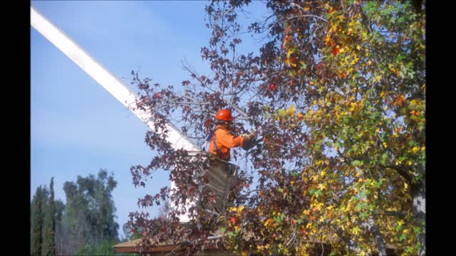 High Pro Tree Service - (904) 257-5355