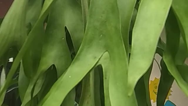 Manfaat tanaman hias herbal tanduk rusa betina