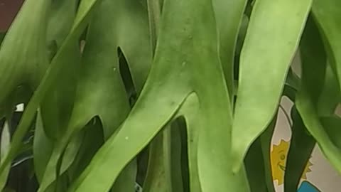 Manfaat tanaman hias herbal tanduk rusa betina