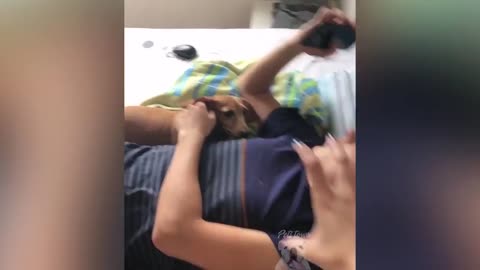Best Of 2021 - Top Funny Pet Videos 2021 may