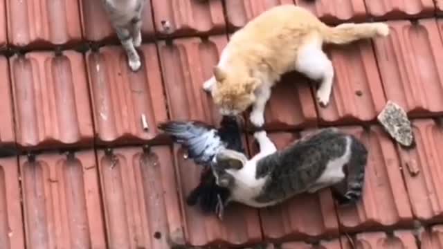 Three cats are catching birds on the roof