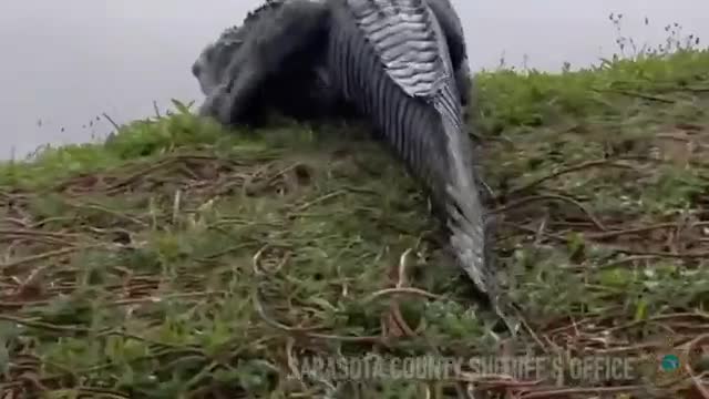 Things you don't want to see in your neighborhood! 🐊