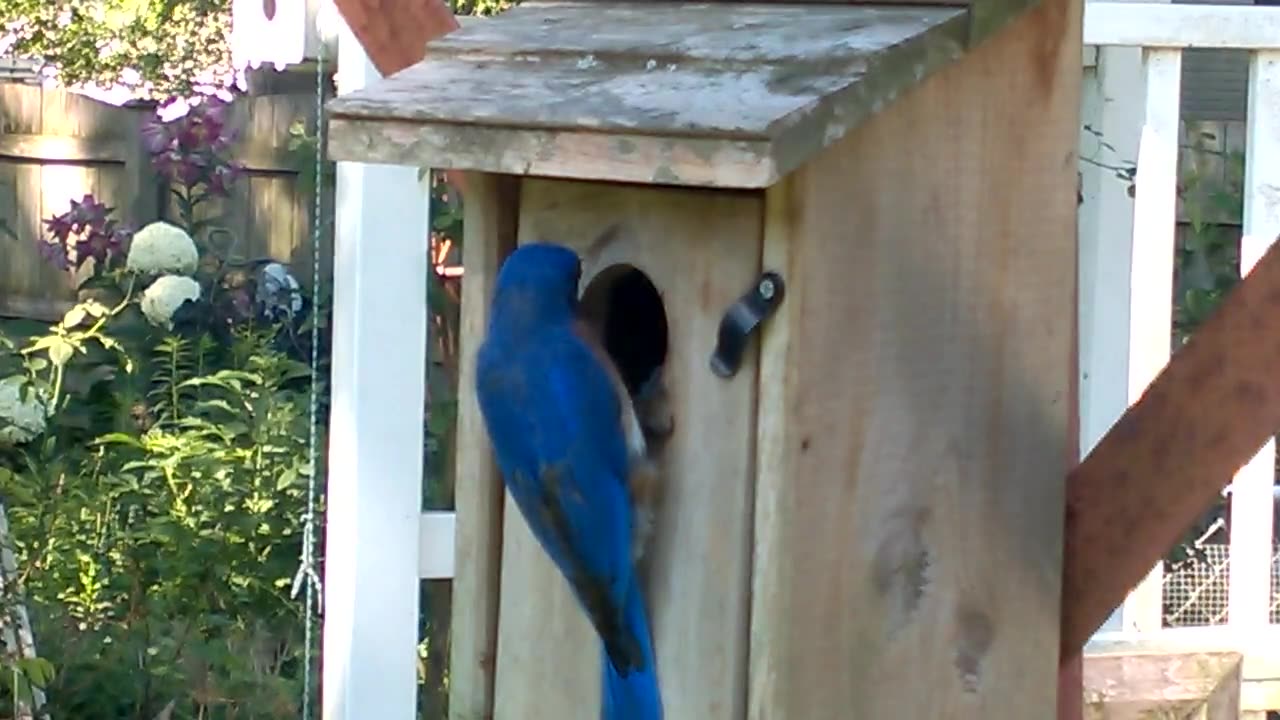 Papa Bluebird