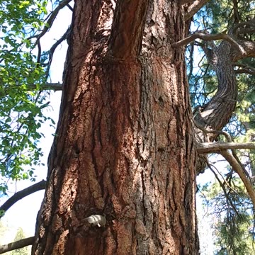 Clearly Rumble is Not a free speech platform!