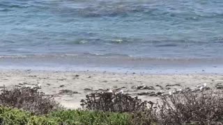 Elephant Seal MMA fight in the Central California Pacific Ocean