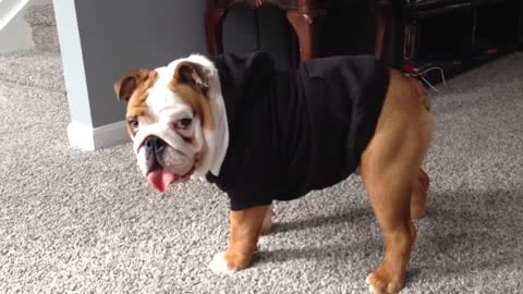 English Bulldog shows off "Moonwalk" dance move