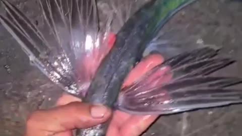 This is a beautiful and charming water-dwelling species