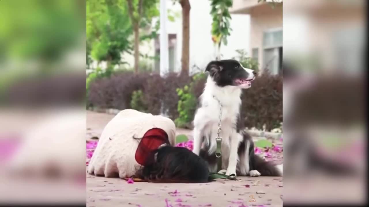 Cute Animals-Best Friends | Video Compilation 1