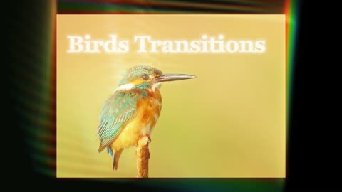 Birds Transitions || 4k Birds Photography