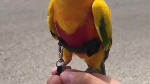 Bird Side Of TikTok