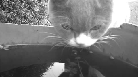 British Shorthair Cat drinks water