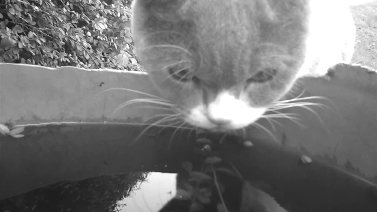 British Shorthair Cat drinks water