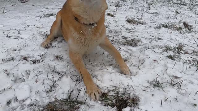 Funny dog swimming in the snow