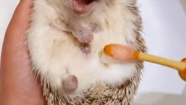 The owner brushed her pet hedgehog