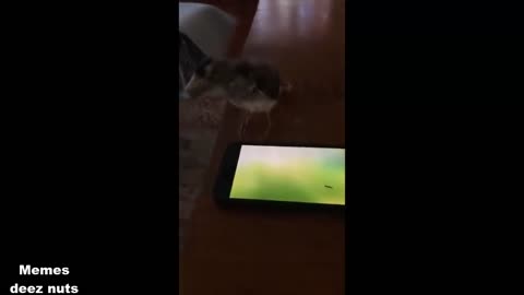 Funny videos