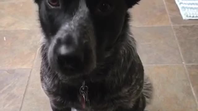 Health-conscious dog knows how to weigh himself on command