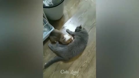 funny cats fighting #short#tranding