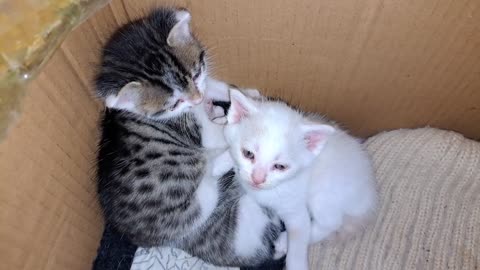 Baby kittens are waiting for their mother. These kittens are so cute