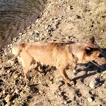 Cattle dog shaking off in slow motion