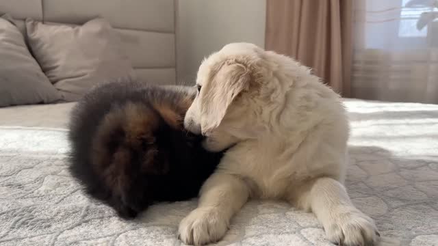 The Cutest Puppies You've Ever Seen!