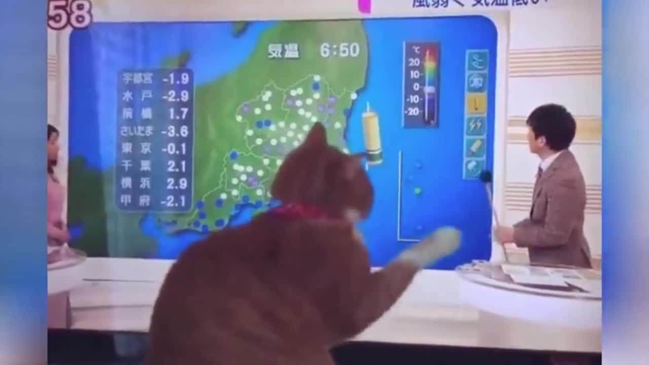 Cats Crazy