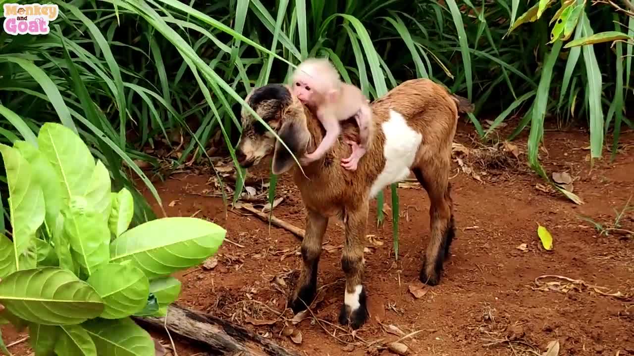 Baby monkey thinks the goat is her dad