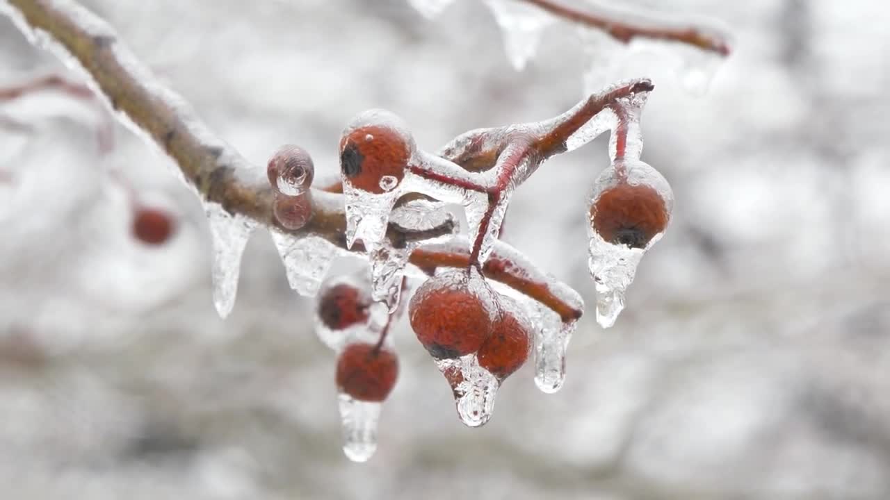 Water Drops are falling with Nature Sounds The Most Relaxing