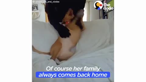 the love between the dog and the cat