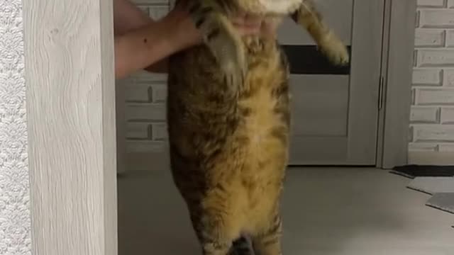 fat cat dance