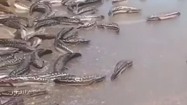 free fish please take