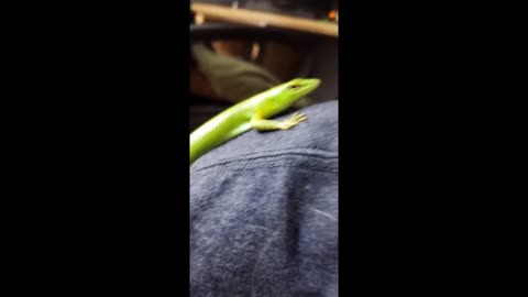 Lizard Climbs On Owner's Shoulder Every Morning