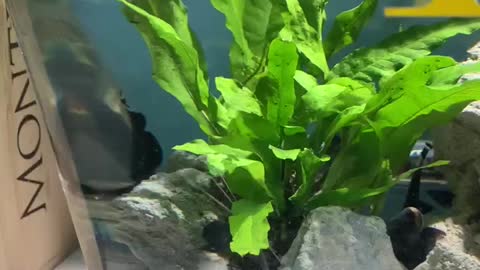 Ghost knife fish