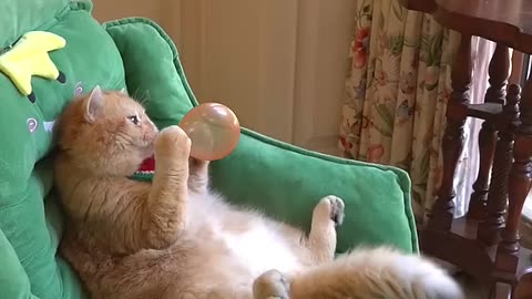 funny animal videos/ funny cats videoes #animals#funnycats