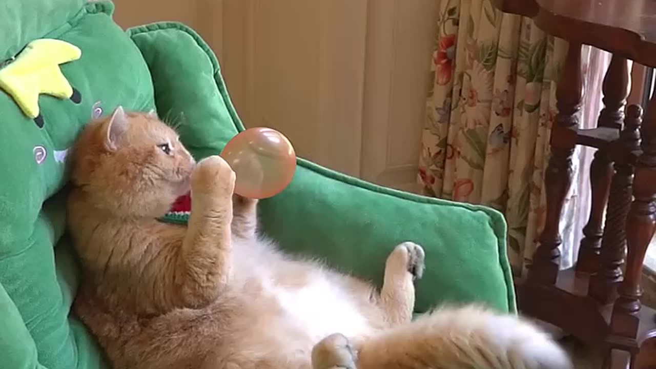 funny animal videos/ funny cats videoes #animals#funnycats