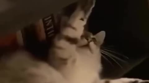 Funny Cats