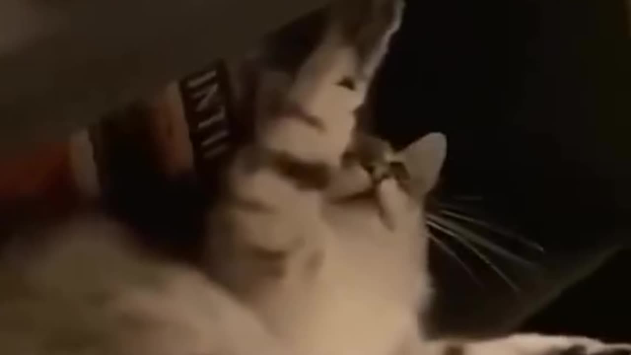 Funny Cats