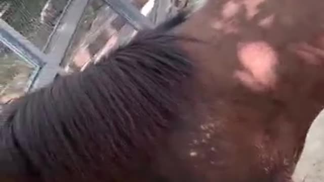 A horse with worms on its face