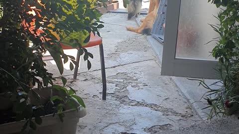 Beautiful dog
