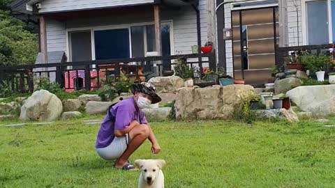 Labrador retriever in a countryside in Korea