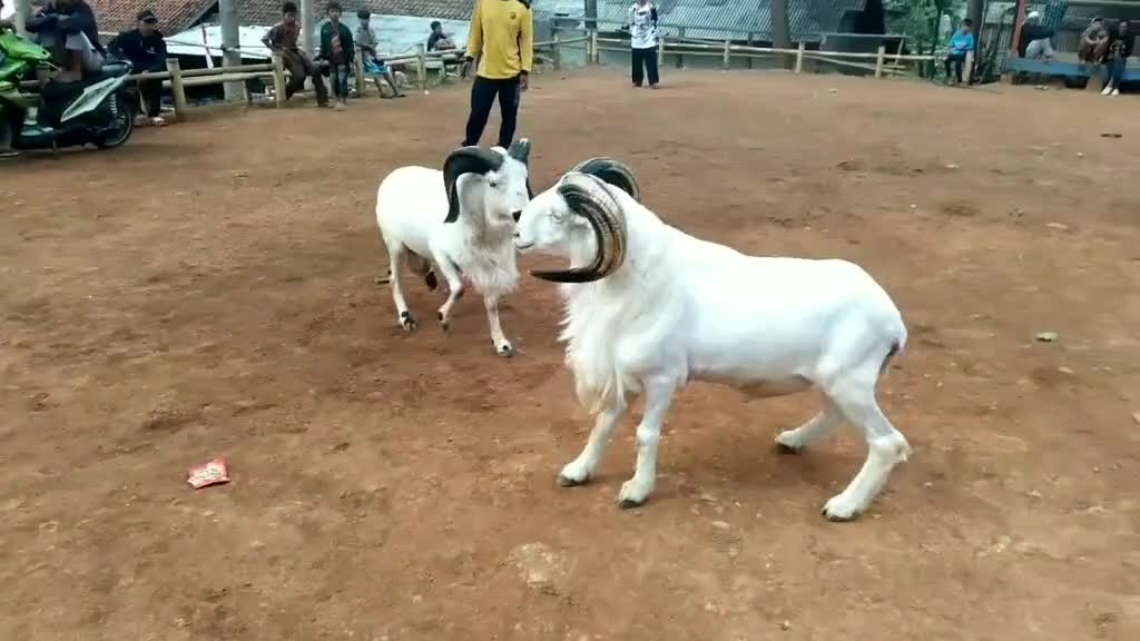 LOMBA ADU DOMBA‼️video lucu binatang