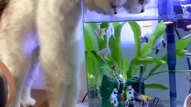 Cat and kitten drink from