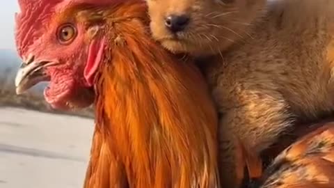 Most Funny - Cutest baby animals Videos Compilation _ Cute moment of the animals (1)