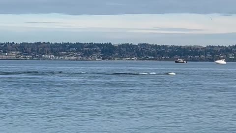 Crowd Reacts to Passing Orca Pod