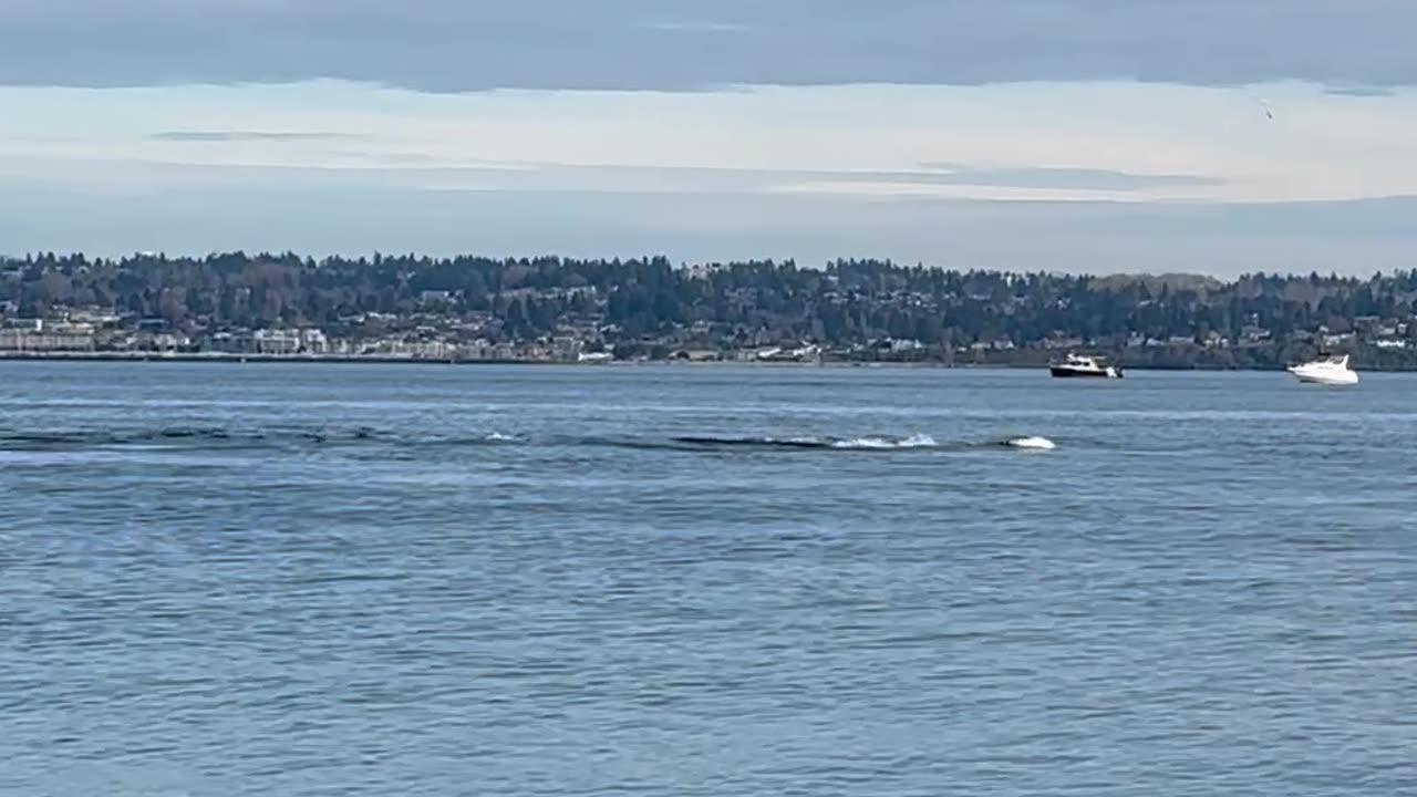 Crowd Reacts to Passing Orca Pod