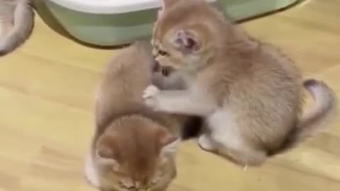 Funniest Cat Videos That Will Make You Laugh - Funny Cats and Dogs Videos