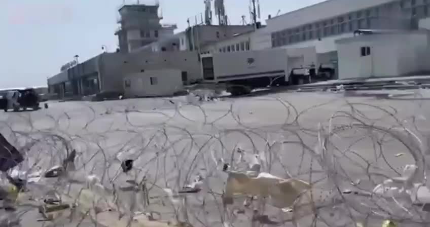 Exclusive Video: US Contract Working Dogs Abandoned in Kabul Seen Roaming the Airport