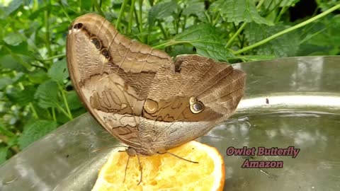 Gorgeous Rainforest butterflies