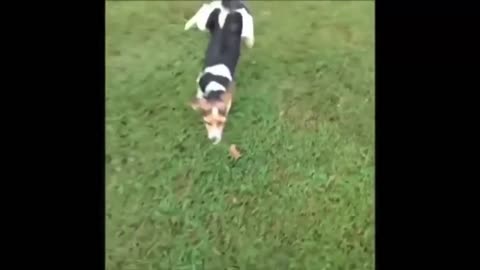 Playful dogs2