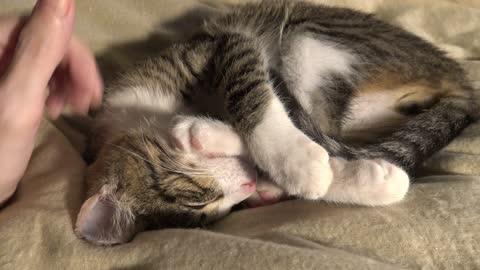 Baby Cat Curls Up and Purrs